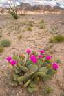 USA, California. Blooming beavertail cactus and Chocolate Mountains. Art Print